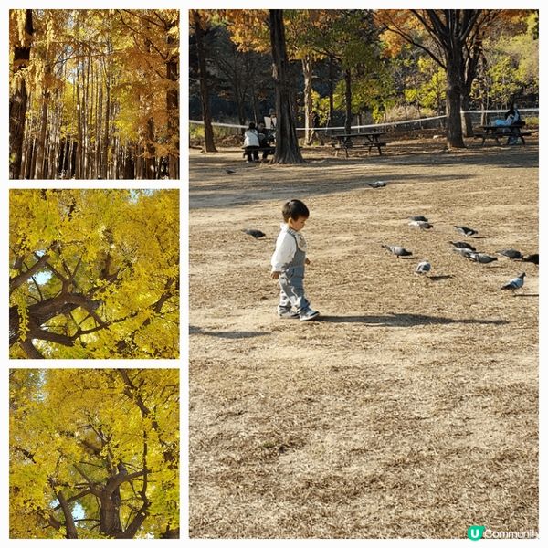 紅葉遍山嶺，到處皆是靚景點。
