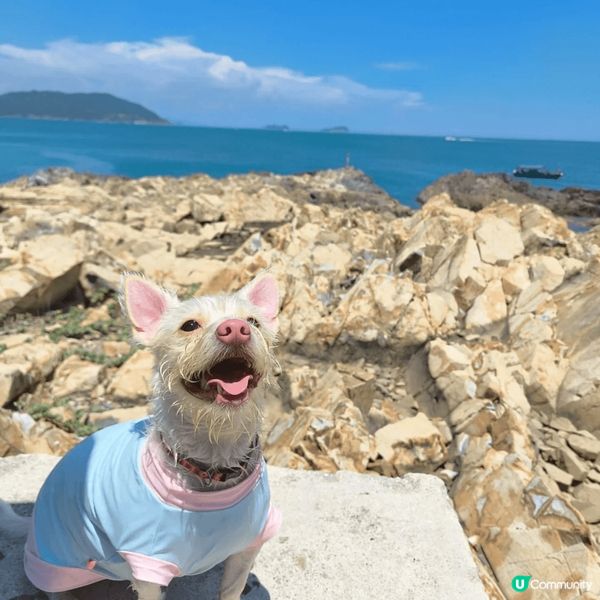 鶴咀係BB班行山路線，可以同狗狗郊遊打靚卡，周末比狗狗放電非...