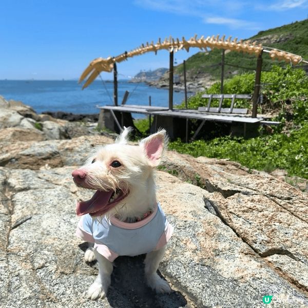 鶴咀係BB班行山路線，可以同狗狗郊遊打靚卡，周末比狗狗放電非...