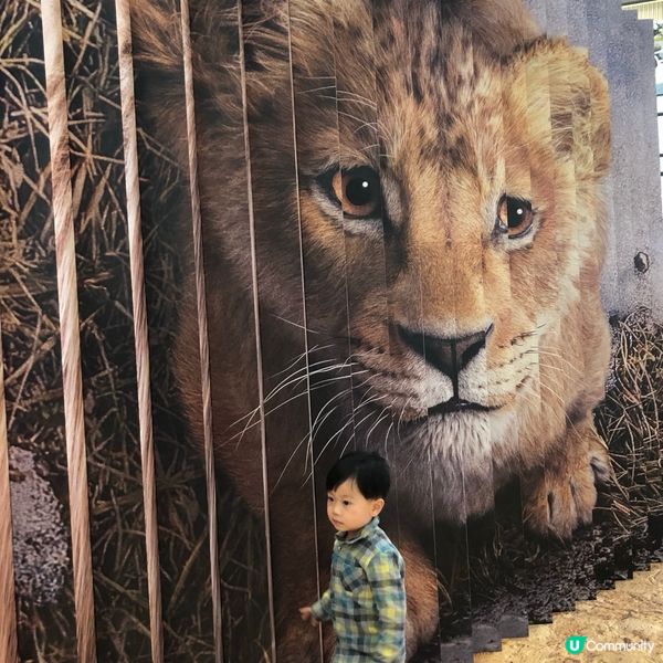 獅子王木法沙大電影@圍方