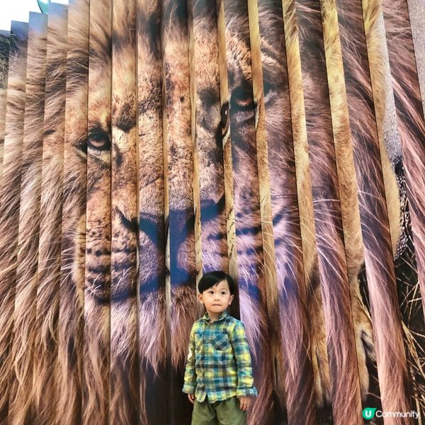 獅子王木法沙大電影@圍方