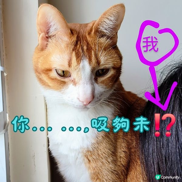 💥吸貓🤔點解⁉️主子香到痴線‼️