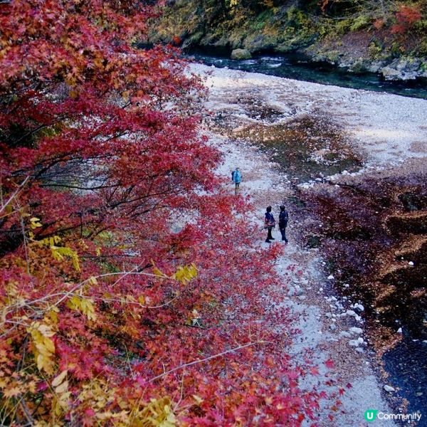 東京近郊/奧多摩湖紅葉