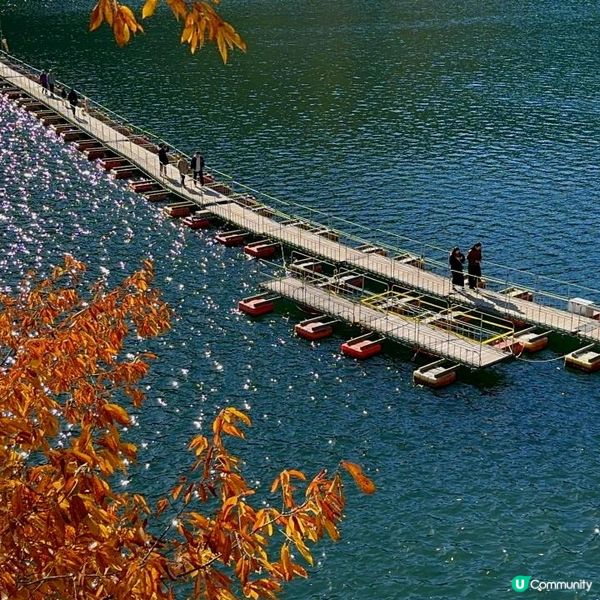 東京近郊/奧多摩湖紅葉