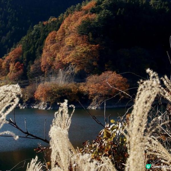 東京近郊/奧多摩湖紅葉