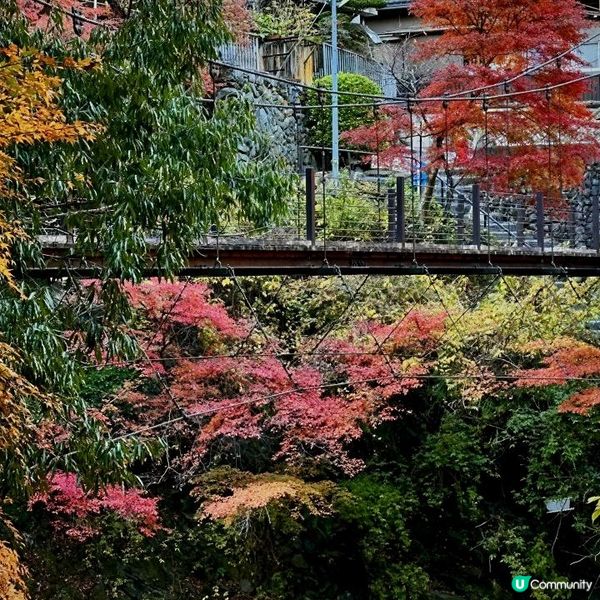 東京近郊/奧多摩湖紅葉