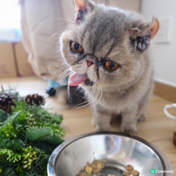 聖誕救貓貓 🎄🐱