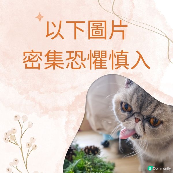 聖誕救貓貓 🎄🐱