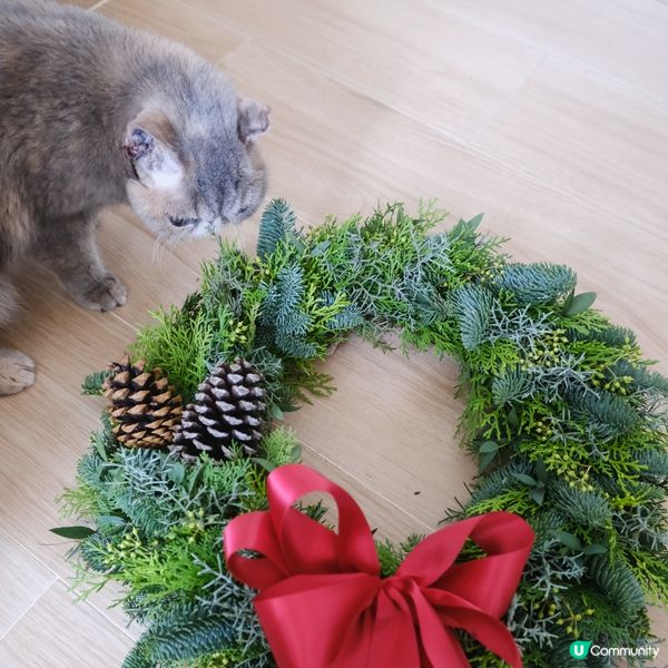 聖誕救貓貓 🎄🐱