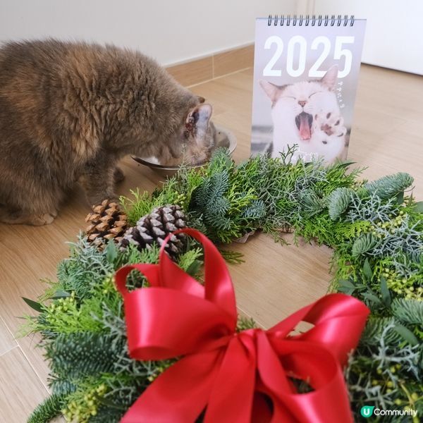 聖誕救貓貓 🎄🐱
