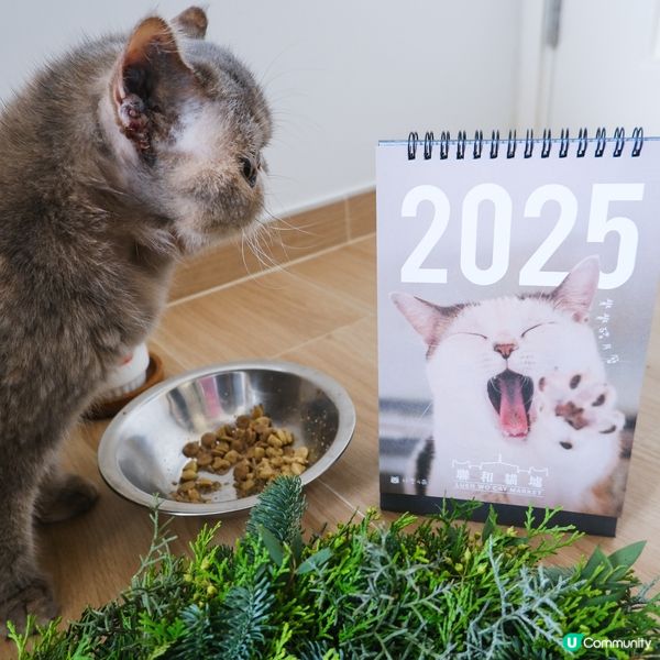 聖誕救貓貓 🎄🐱