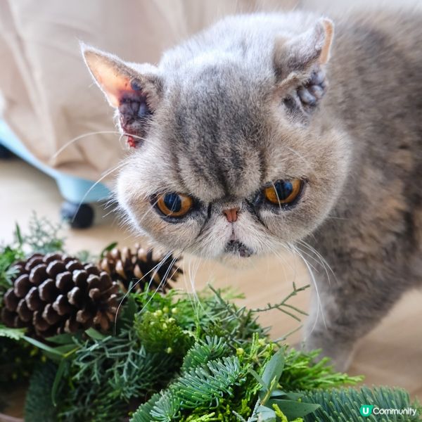 聖誕救貓貓 🎄🐱