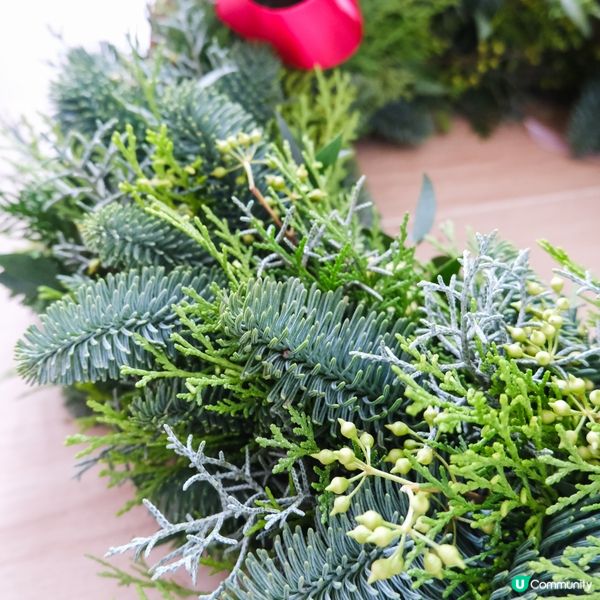 聖誕救貓貓 🎄🐱