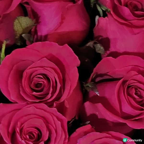 紅色玫瑰 Red Roses