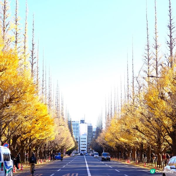 東京銀杏大道📸金黃閃耀 ✨