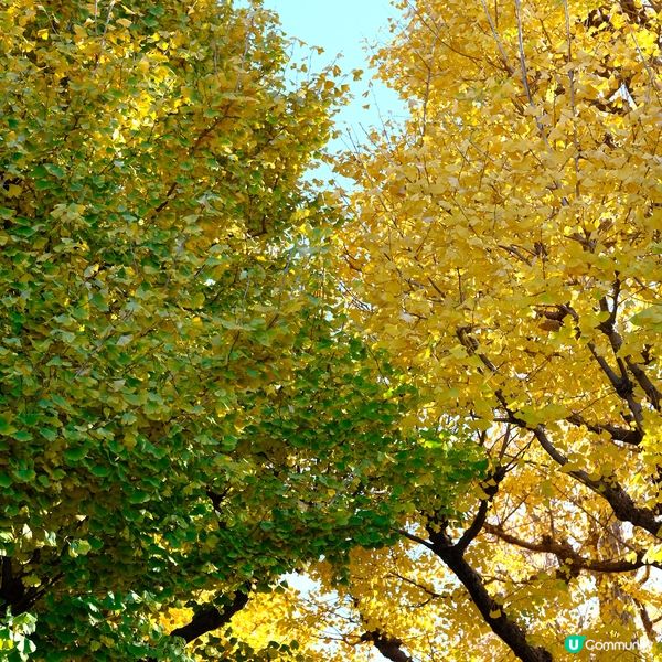 東京銀杏大道📸金黃閃耀 ✨