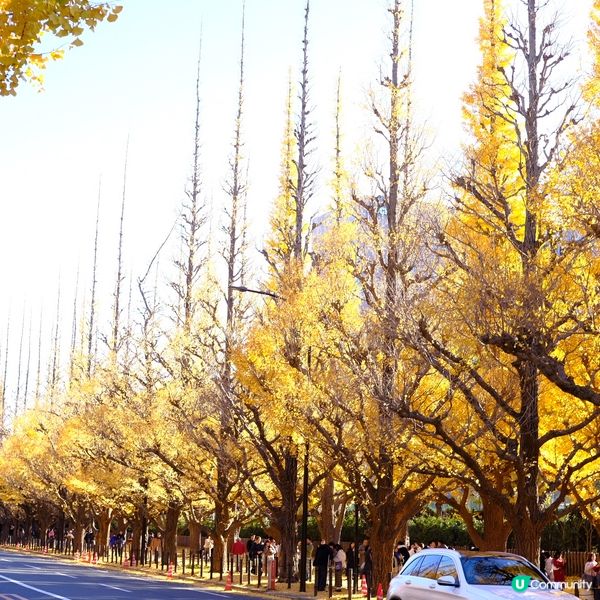 東京銀杏大道📸金黃閃耀 ✨