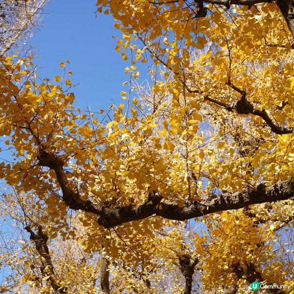 東京銀杏大道📸金黃閃耀 ✨