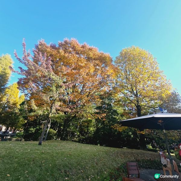 紅磚牆點影都好靚