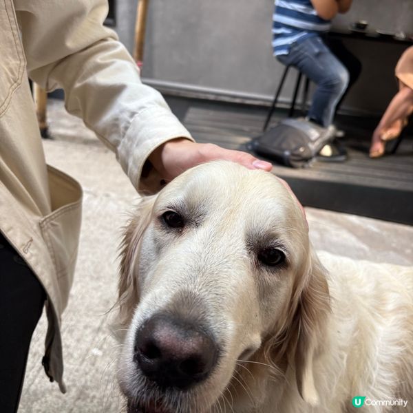 好飲咖啡店☕️pet friendly!