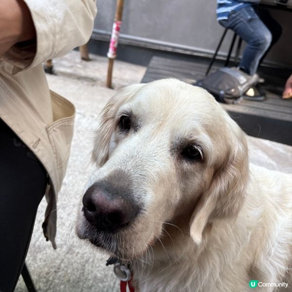 好飲咖啡店☕️pet friendly!