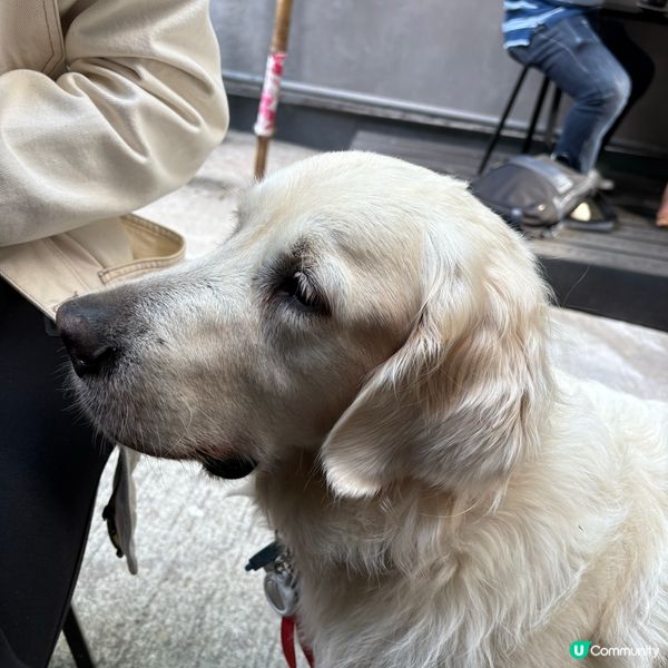 好飲咖啡店☕️pet friendly!