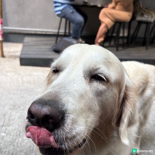 好飲咖啡店☕️pet friendly!