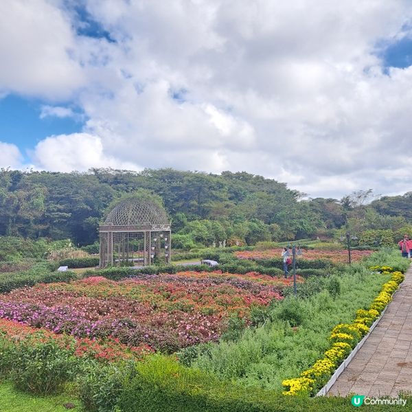 濟洲島ECOLAND森林小火車🚂涯月漢潭海邊步道長廊📸