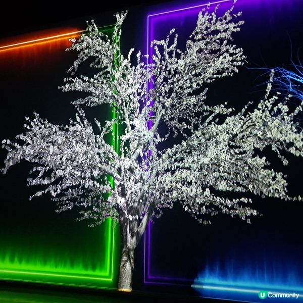 濟洲島ECOLAND森林小火車🚂涯月漢潭海邊步道長廊📸