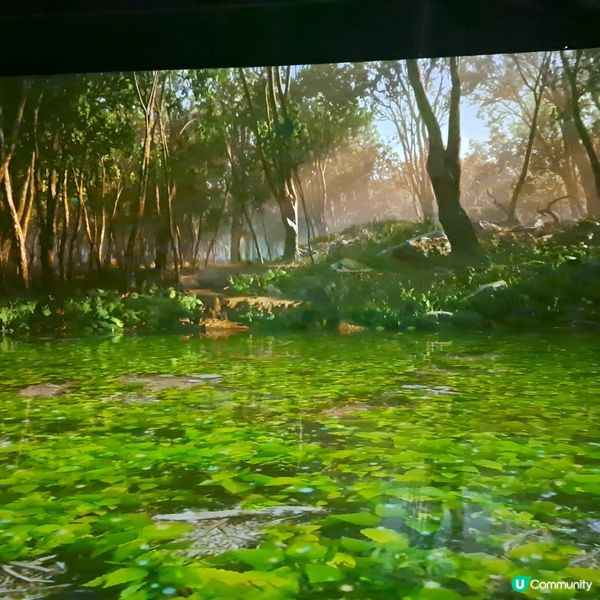 濟洲島ECOLAND森林小火車🚂涯月漢潭海邊步道長廊📸