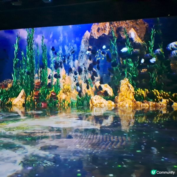 濟洲島ECOLAND森林小火車🚂涯月漢潭海邊步道長廊📸