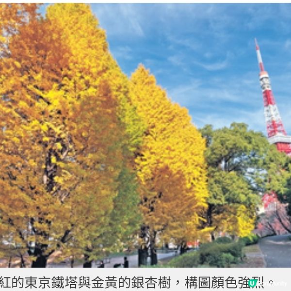 直擊國泰爾雅商務艙飛東京賞漫 天金黃銀杏 夜探秋楓