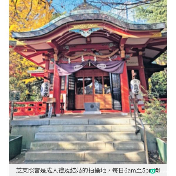 直擊國泰爾雅商務艙飛東京賞漫 天金黃銀杏 夜探秋楓