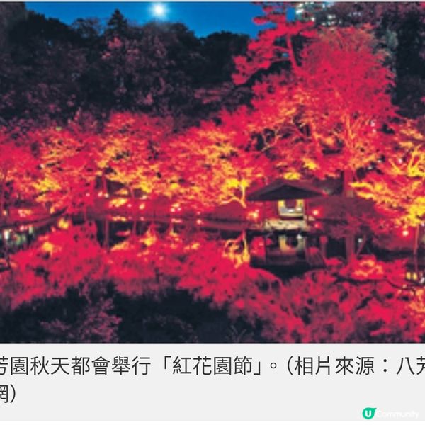 直擊國泰爾雅商務艙飛東京賞漫 天金黃銀杏 夜探秋楓