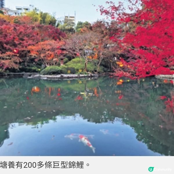 直擊國泰爾雅商務艙飛東京賞漫 天金黃銀杏 夜探秋楓