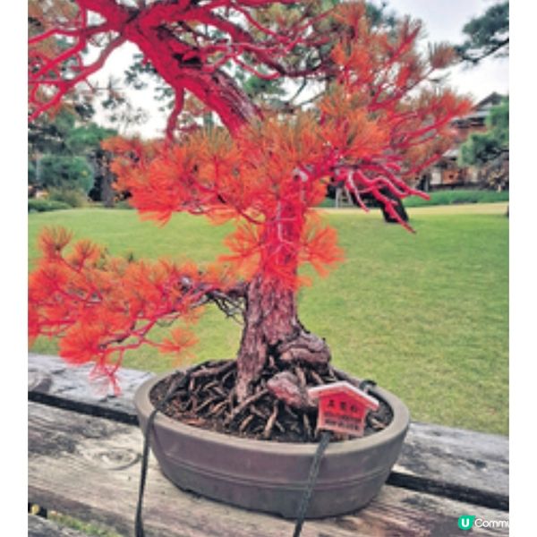 直擊國泰爾雅商務艙飛東京賞漫 天金黃銀杏 夜探秋楓