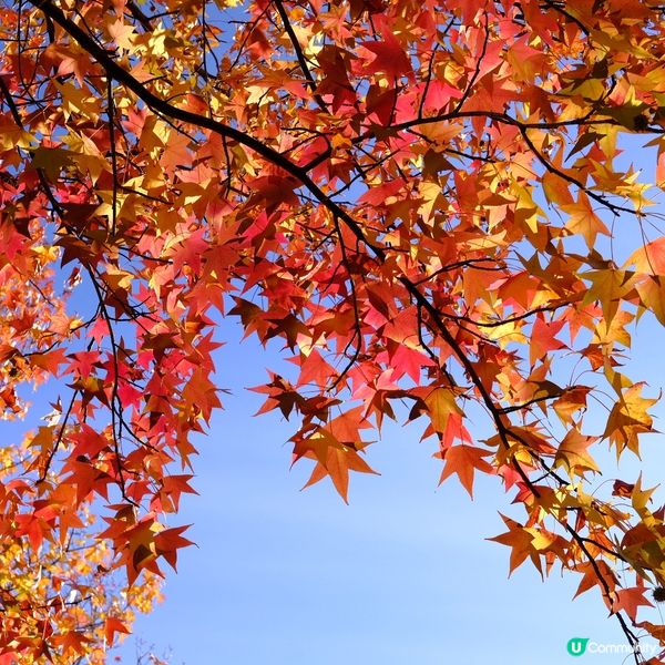 日本旅行必備🎁 免稅購物攻略🤫