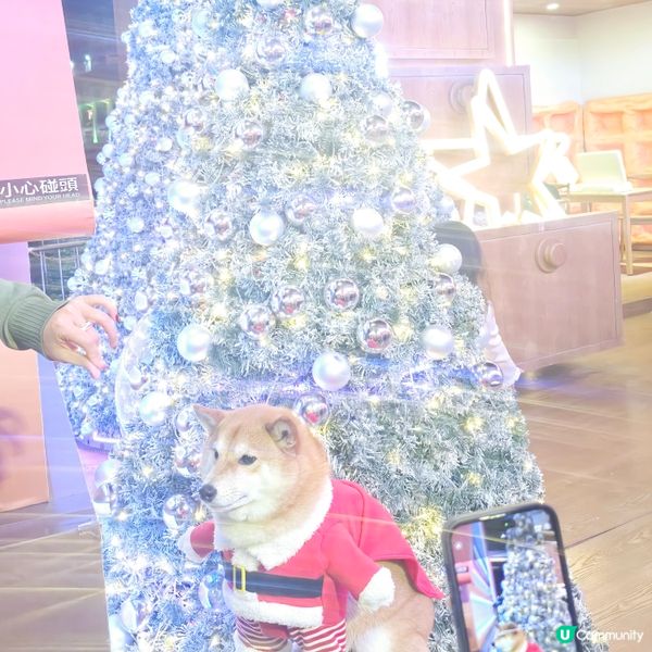 聖誕柴柴及聖誕燈飾🎄🎆