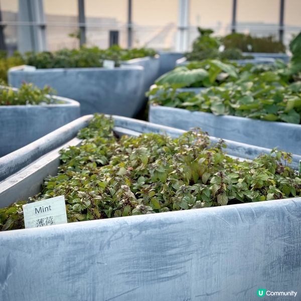 麗豪聖誕度假體驗@Regala Skycity Hotel 