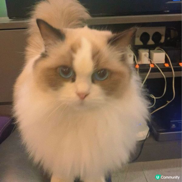 牛頭角｜貓貓party room🐈