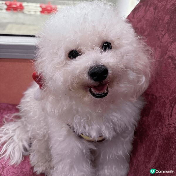 ## 🐶🐱終於坐巴士去西九啦！🤩