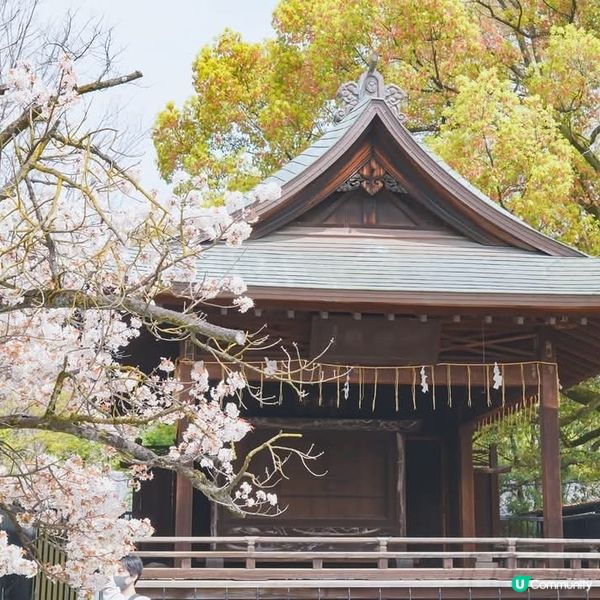  東京賞櫻🌸🌸🌸  人山人海！
