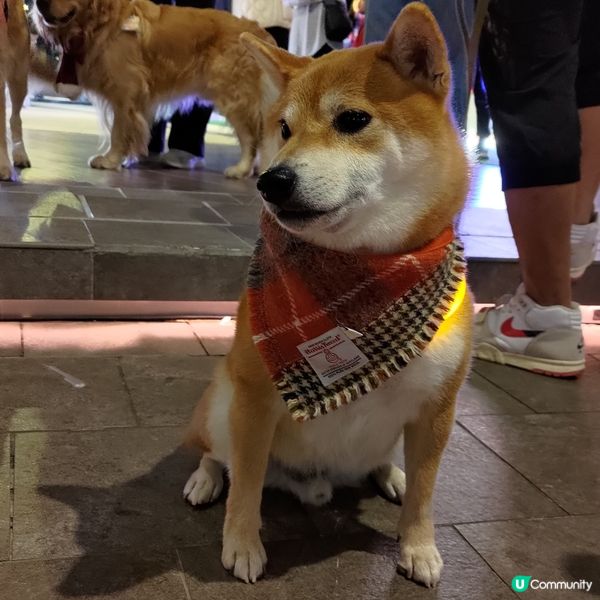 ## 赤柱廣場必去聖誕市集🎄超浪漫超熱鬧超有氣氛💜