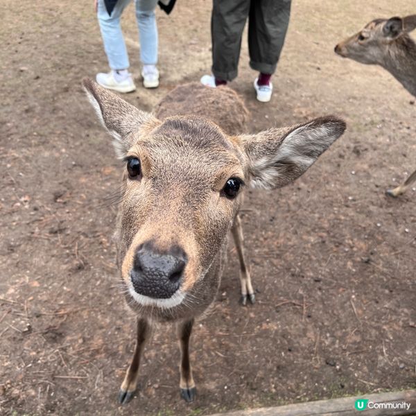 奈良公園餵鹿仔🦌 食餅仔😋
