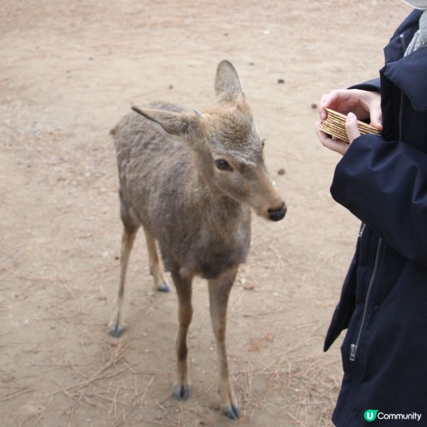 奈良公園餵鹿仔🦌 食餅仔😋