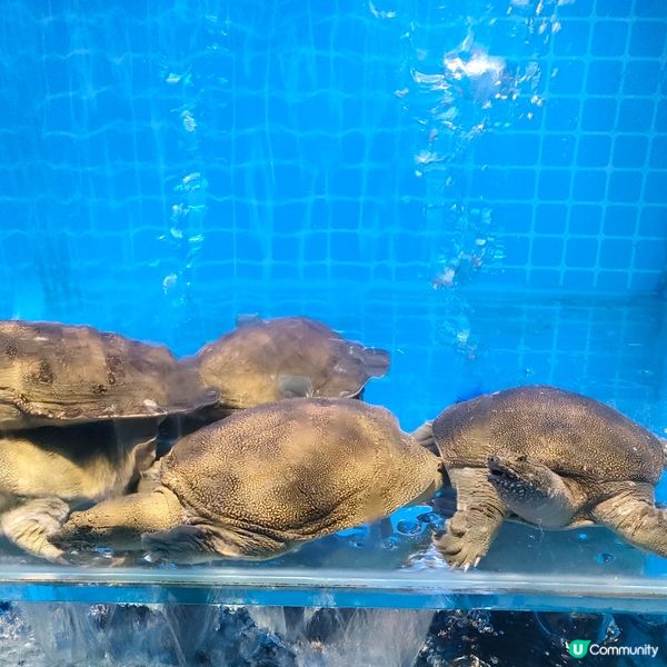 山海人氣蒸氣火鍋