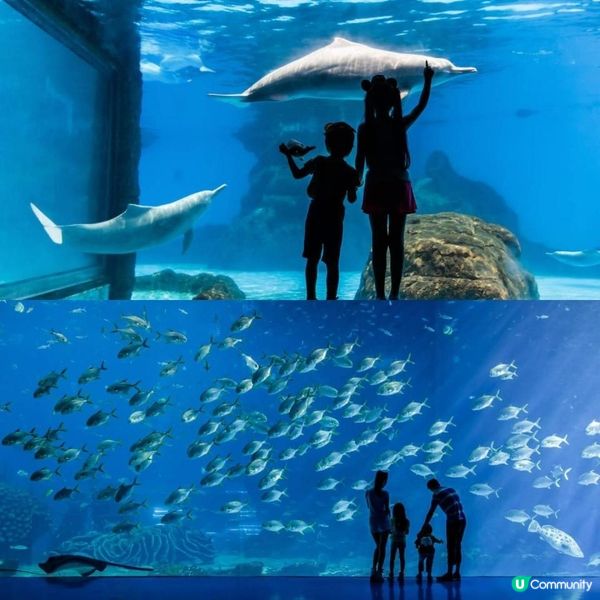 一齊嚟珠海長隆海洋王國迎接2025年啦🎊