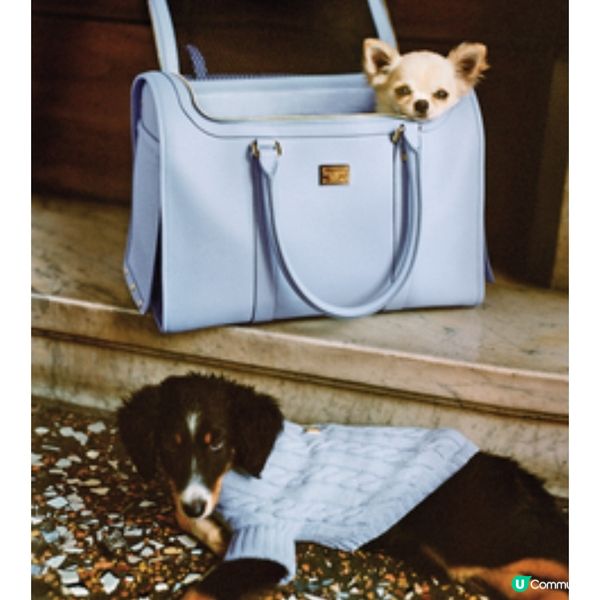 Dolce & Gabbana首個狗系列