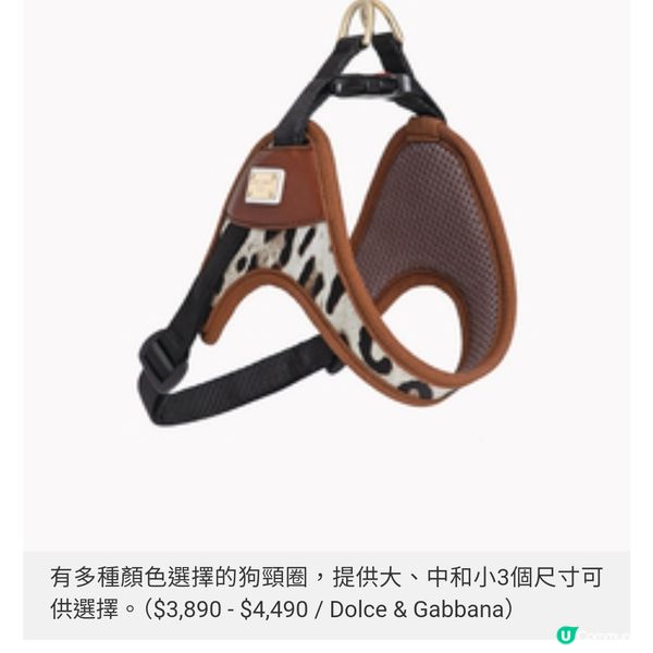 Dolce & Gabbana首個狗系列