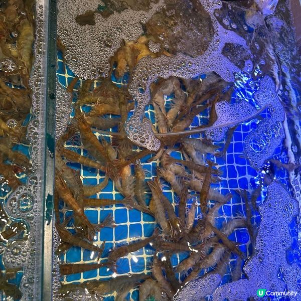 任食活蝦泰式火鍋🍲